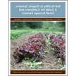 有机系统中的土壤肥力:园丁和小面积农民指南